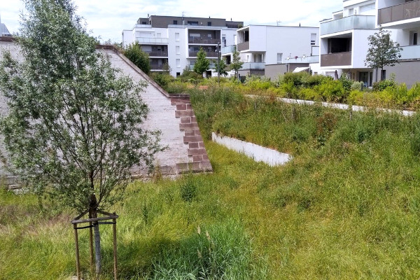 Friche herbacée urbaine à Huningue © Laurent Waeffler